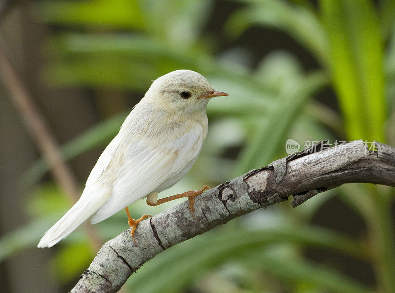 Leucistic male Willow Warbler (Phylloscopus trochilus) perched on branch